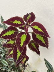 Coleus scutellarioides