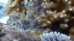 Macrorhynchia philippina