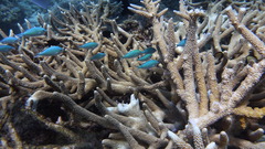 Chromis atripectoralis