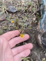 Thymophylla tenuiloba