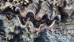 Tridacna squamosa