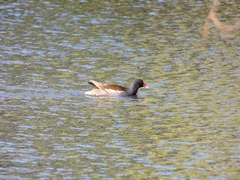 Gallinula chloropus