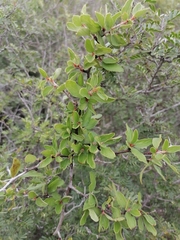 Colubrina texensis