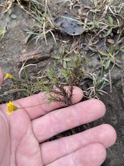 Thymophylla tenuiloba