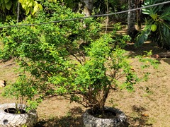 Chrysojasminum