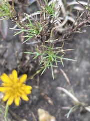 Thymophylla tenuiloba