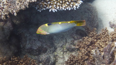 Halichoeres hortulanus