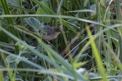 Cisticola erythrops