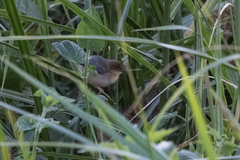 Cisticola erythrops