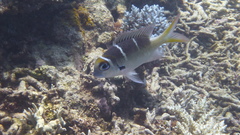 Monotaxis heterodon