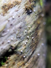 Dictyocatenulata alba