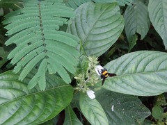 Bombus transversalis