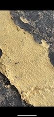 Novomessor albisetosus