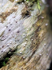 Dictyocatenulata alba