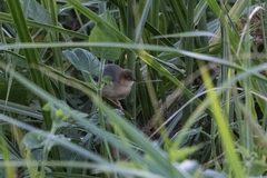 Cisticola erythrops