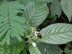 Bombus transversalis