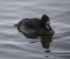 Aythya fuligula
