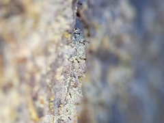 Chaenotheca ferruginea