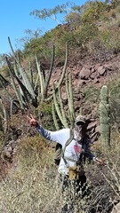 Stenocereus thurberi