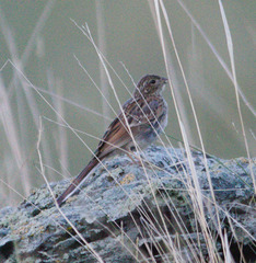 Emberiza cioides