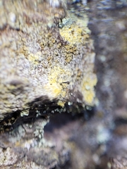 Chaenotheca ferruginea