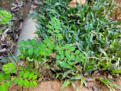 Phyllanthus tenellus
