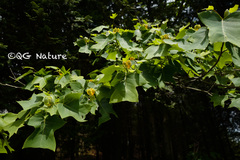 Liriodendron chinense