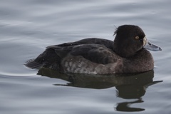 Aythya fuligula