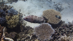 Cheilinus trilobatus