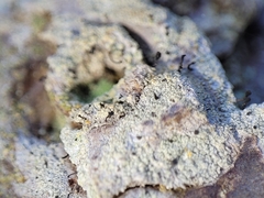 Chaenotheca ferruginea