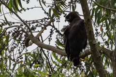 Lophaetus occipitalis