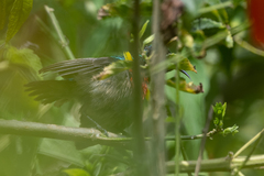 Cinnyris chloropygius