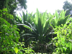Ensete ventricosum