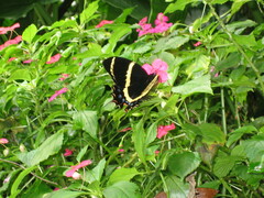 Papilio garamas garamas