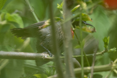 Cinnyris chloropygius