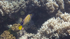 Pygoplites diacanthus