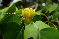 Liriodendron chinense