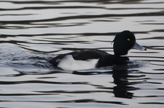 Aythya fuligula