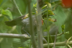 Cinnyris chloropygius