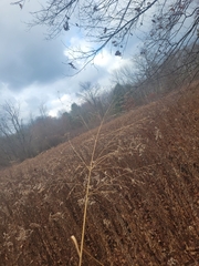 Eragrostis spectabilis