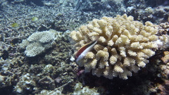 Paracirrhites forsteri