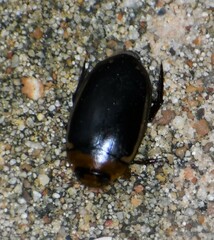 Hydaticus bimarginatus