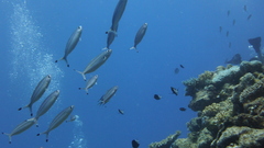 Pterocaesio digramma