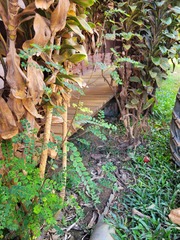 Phyllanthus tenellus