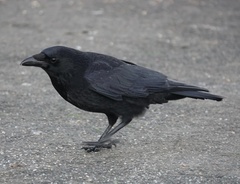 Corvus corone