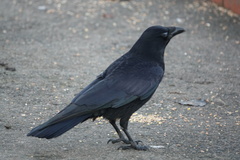 Corvus corone