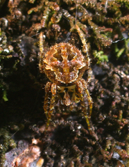 Cryptaranea