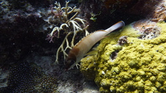 Epinephelus fasciatus