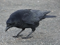 Corvus corone