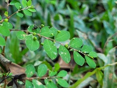 Phyllanthus tenellus